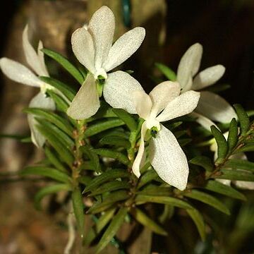 Trichoglottis biglandulosa unspecified picture