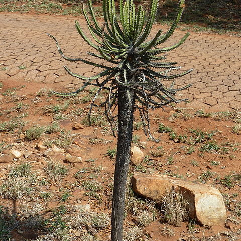 Euphorbia sekukuniensis unspecified picture