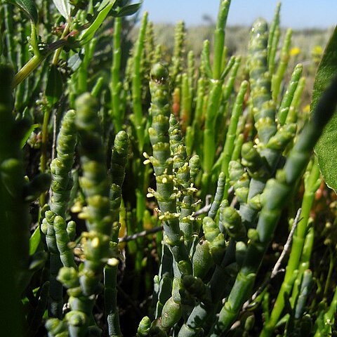 Salicornia arabica unspecified picture