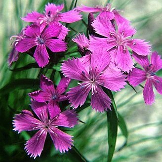 Dianthus shinanensis unspecified picture