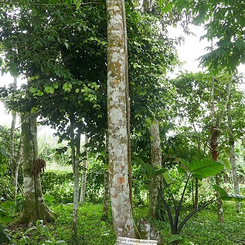 Ficus chlamydocarpa unspecified picture