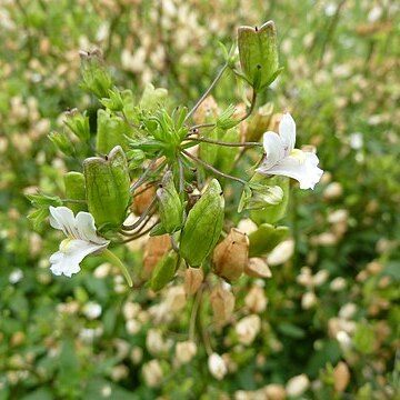 Nemesia melissifolia unspecified picture