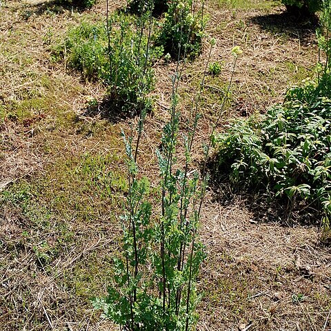 Thalictrum speciosissimum unspecified picture