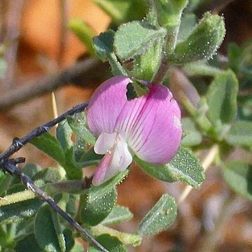 Ononis spinosa subsp. australis unspecified picture