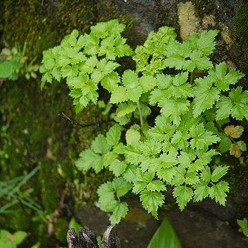 Geranium ocellatum unspecified picture