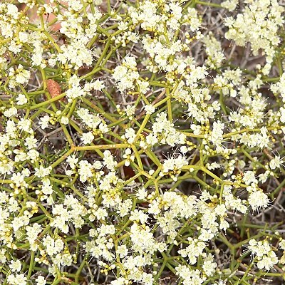 Eriogonum heermannii var. sulcatum unspecified picture