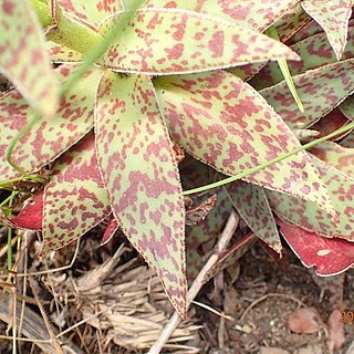 Crassula alba var. parvisepala unspecified picture