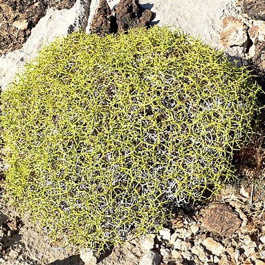 Eriogonum heermannii unspecified picture