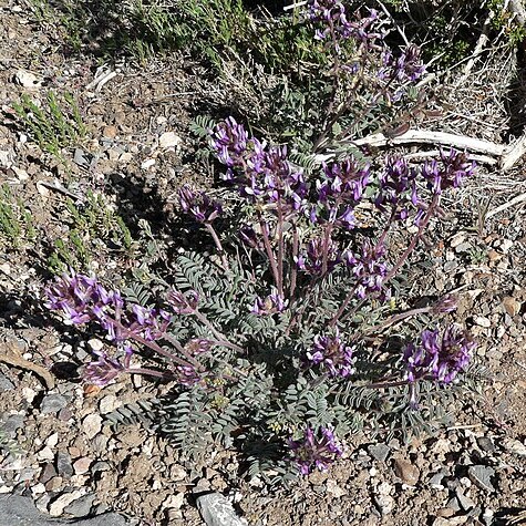 Astragalus minthorniae unspecified picture