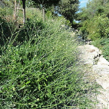 Cephalaria squamiflora unspecified picture