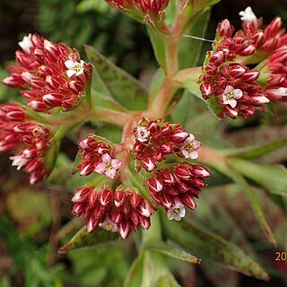 Crassula alba var. parvisepala unspecified picture