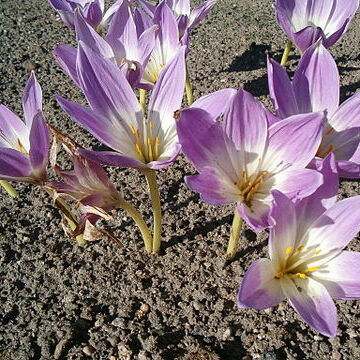 Colchicum speciosum unspecified picture