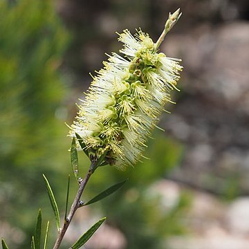 Melaleuca flavovirens unspecified picture