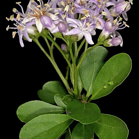 Ehretia rigida subsp. nervifolia unspecified picture