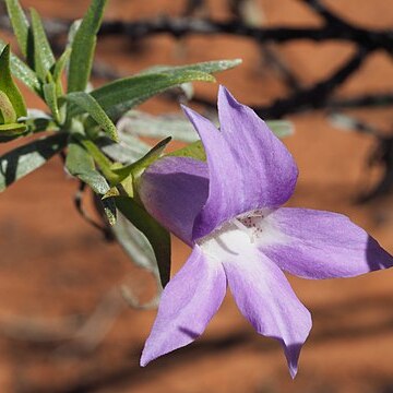 Eremophila spectabilis unspecified picture