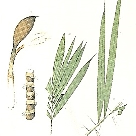 Bactris vulgaris unspecified picture