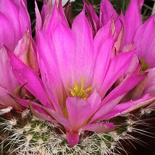 Echinocereus chisosensis unspecified picture