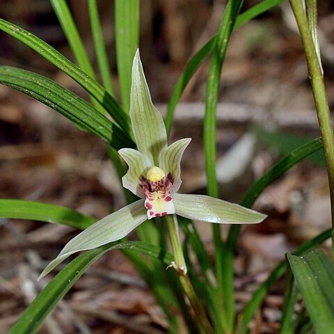 Cymbidium tortisepalum unspecified picture