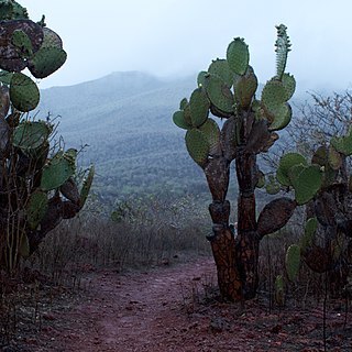 Opuntia galapageia var. profusa unspecified picture