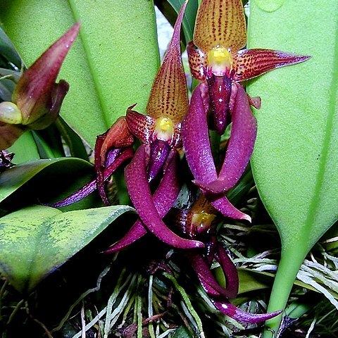 Bulbophyllum levanae unspecified picture