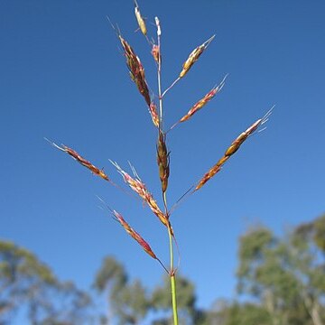 Sorghum leiocladum unspecified picture