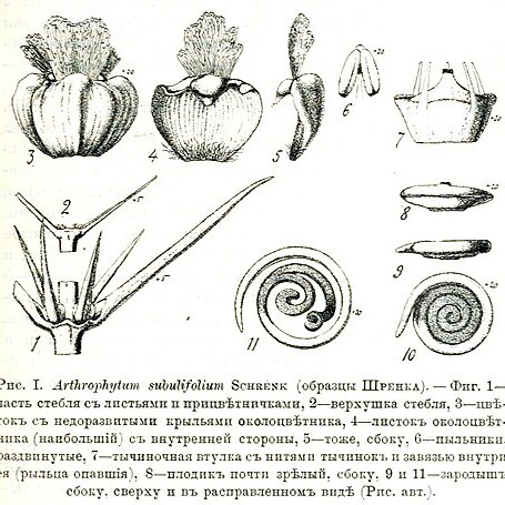 Arthrophytum unspecified picture