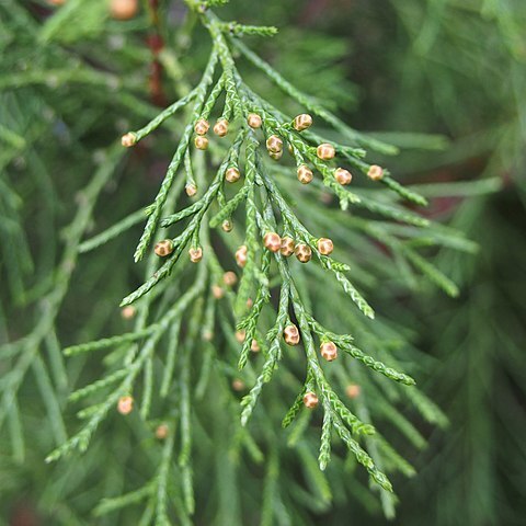 Juniperus pseudosabina unspecified picture