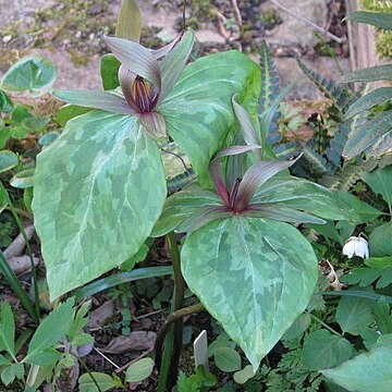 Trillium ludovicianum unspecified picture