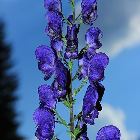 Aconitum firmum subsp. moravicum unspecified picture