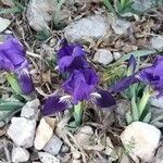 Iris lutescens habit picture by jean-jacques kelner (cc-by-sa)