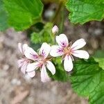 Pelargonium inodorum flower picture by Amy Barresi (cc-by-sa)