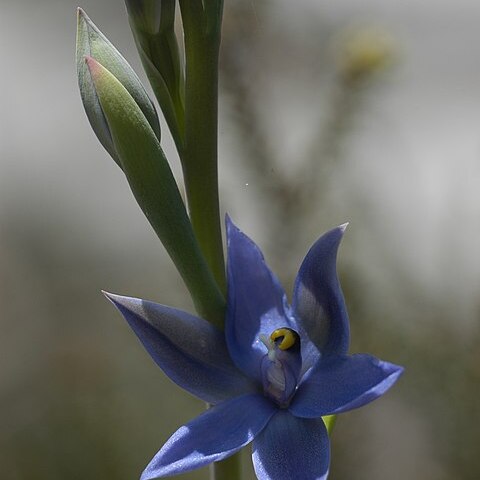 Thelymitra angustifolia unspecified picture