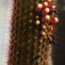 Cipocereus pusilliflorus unspecified picture