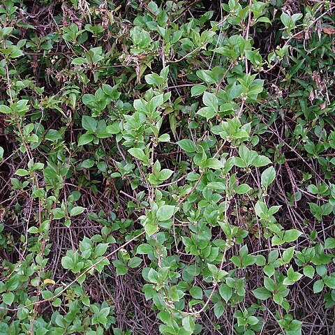 Schisandra sphenanthera unspecified picture