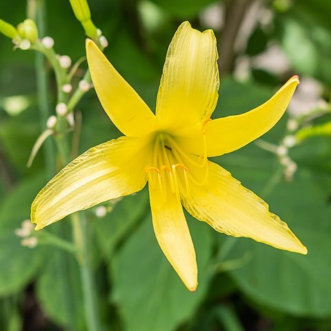 Hemerocallis citrina unspecified picture