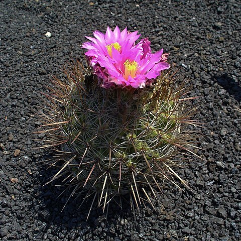 Thelocactus conothelos subsp. argenteus unspecified picture