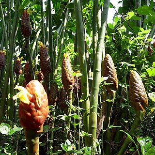 Costus giganteus unspecified picture