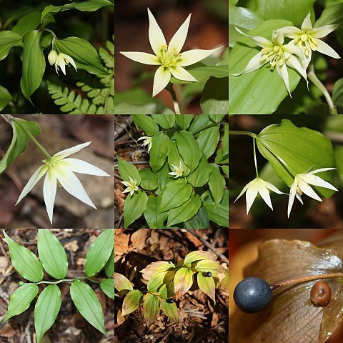 Disporum smilacinum unspecified picture