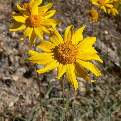 Heliomeris multiflora var. nevadensis unspecified picture