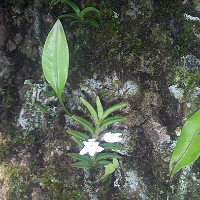 Angraecum pectinatum unspecified picture