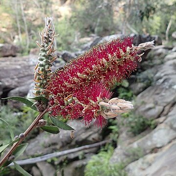 Melaleuca flammea unspecified picture