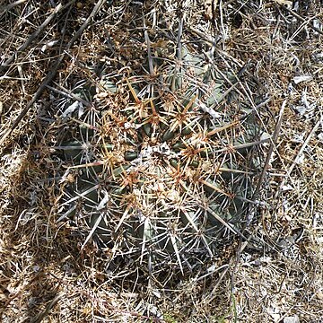 Ferocactus macrodiscus subsp. septentrionalis unspecified picture