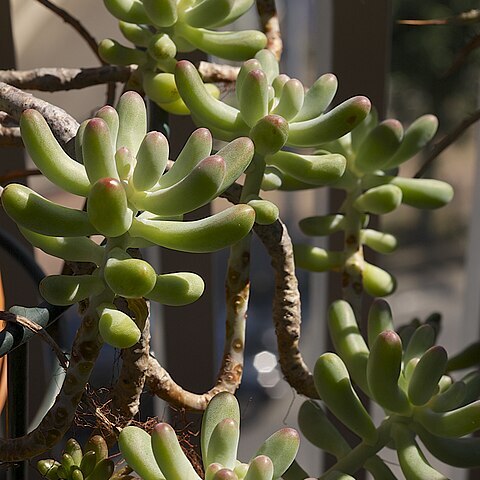 Sedum pachyphyllum unspecified picture