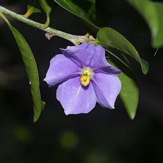 Solanum conocarpum unspecified picture