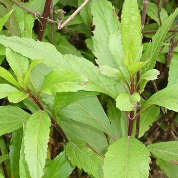 Eupatorium fortunei unspecified picture