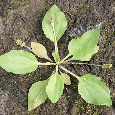 Plantago major subsp. intermedia unspecified picture