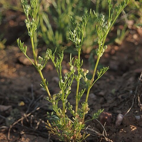 Daucus glochidiatus unspecified picture