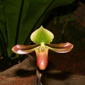 Paphiopedilum mastersianum var. mastersianum unspecified picture