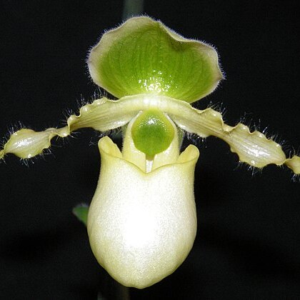 Paphiopedilum primulinum unspecified picture