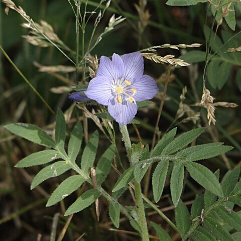 Polemonium foliosissimum unspecified picture